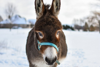 Frohe Weihnachten und ein gutes neues Jahr: Die Hoffnung ist wie ein störrischer Esel... Lesen Sie unseren Weihnachtsgruß!