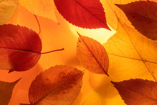 In den Herbstferien sind Büro und Medienstelle täglich von 9:00 - 12:00 Uhr besetzt! Wir wünschen erholsame und schöne Herbsttage!